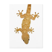 Lizard reptile postcard by sirylok Lizard reptile postcard