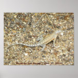 Lizard @ Sunset Point on Highway 17 - Arizona posters