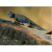 Eidechsen-blaue Bauch-Skalen foto-skulpturen