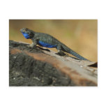 Lizards Blue Belly Scales Postcards