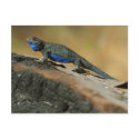 Lizards Blue Belly Scales postcards by lifesphere Lizards Blue Belly Scales postcards