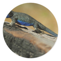 Eidechsen-blaue Bauch-Skalen sticker