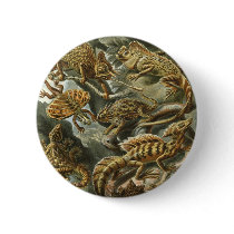 Eidechsen buttons