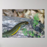 Lizard's Head posters