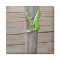 Lizards in Love Magnet