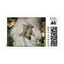 Lizards Postage Stamp