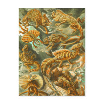 Lizards Postcard