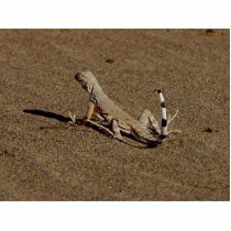 Lizards Sandy Reptiles photo sculptures by lifesphere Lizards Sandy Reptiles photo sculptures