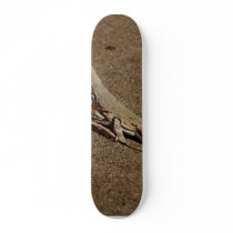Lizards Sandy Reptiles Skateboards