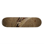 Lizards Sandy Reptiles Skateboards
