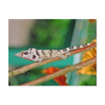 Lizzard postcards