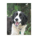 Lizzie postcards by okcshelter Lizzie postcards