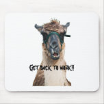 llama1, Get back to work!!