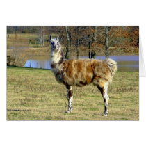 Llama 2 greeting card