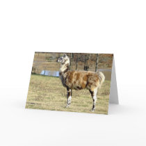 Llama 3 greeting card