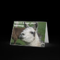 Llama birthday cards