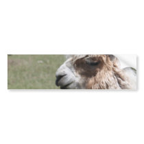 Llama Blush Bumper Sticker