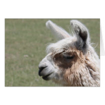 Llama Blush Card