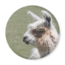 Llama Blush Magnets