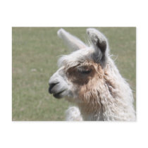 Llama Blush Postcards
