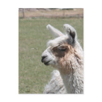 Llama Blush Postcard