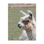 Llama Blush Postcard
