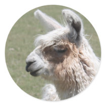 Llama Blush Stickers