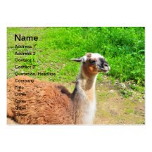 Llama Business Card