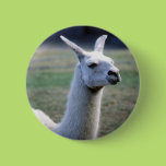 Llama Pinback Buttons