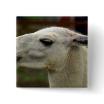 Llama Pinback Button