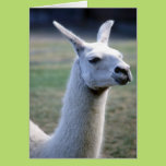 Llama Greeting Cards