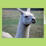 Llama Greeting Card