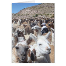 Llama Disco Greeting Card