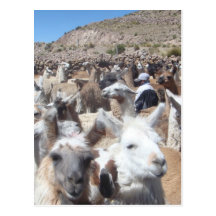 Llama Disco Postcard