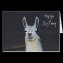 Llama Face Digital Art Humorous Birthday Card