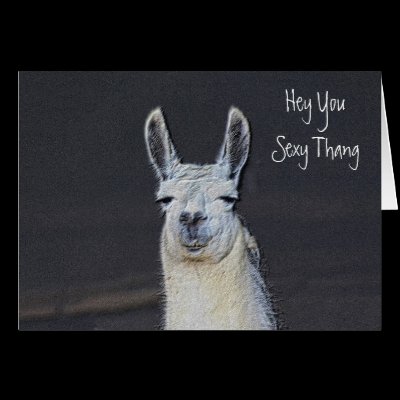 Llama Face Digital Art Humorous Birthday Card by SmilinEyesTreasures