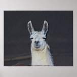 Llama Face Digital Art Pencil Animal Poster Print
