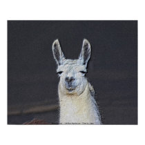 Llama Face Digital Art Photo Animal Poster Print