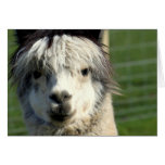 Llama Face Greeting Card