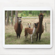 llama family mousepads