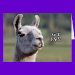 Llama Get Well |Get Well Soon Llama cards