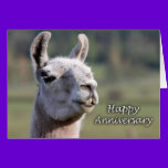 Llama Happy Anniversary |Happy Anniversary llama cards
