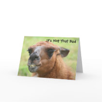 Llama Humorous 40th Birthday Greeting Card