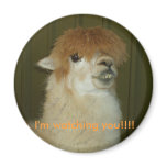 Llama, I'm watching you!!!! Refrigerator Magnets