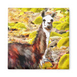Llama in Andes Mountains Peru