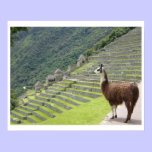 llama land posters