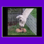 Llama Llove and Bunny postcards