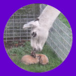Llama Llove and Bunny stickers