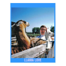 LLAMA LOVE POST CARD