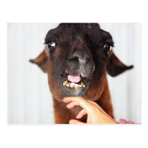 Llama Love Postcard